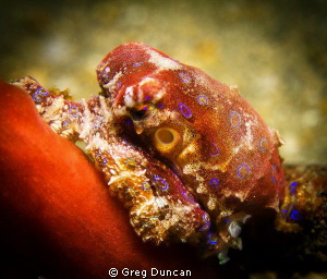 Small Blue ringed octopus taken at f7.1 @ 1/125 by Greg Duncan 